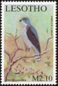 African Goshawk (Accipiter tachiro)